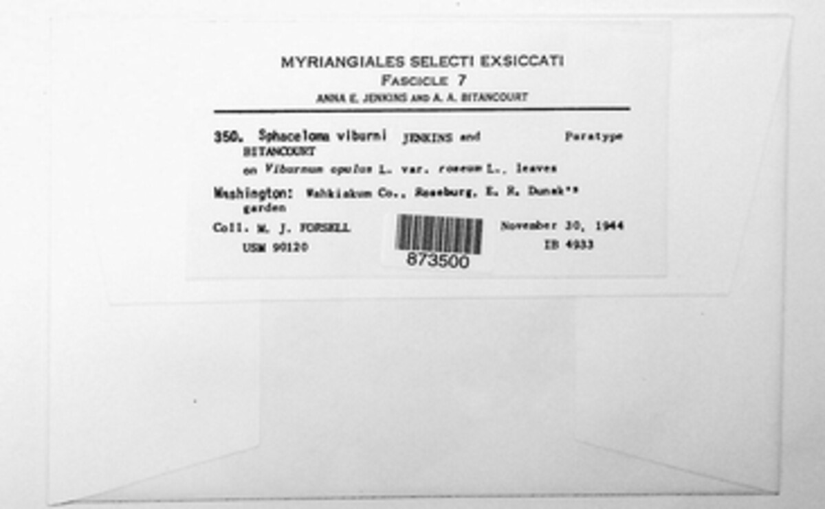 Sphaceloma viburni image